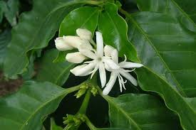 Image result for Coffea