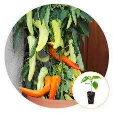 Sweet banana peppers are 1 of the many variations of capsicum annuum species. Must Have Ferry Morse Plantlings Live Baby Plants 1 3in Sweet Banana Pepper 3 Pack From Ferry Morse Accuweather Shop