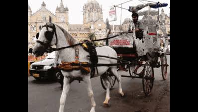 Victoria Carriages​: Victoria carriages plying on Mumbai roads without licenses, finds PETA | Mumbai News - Times of India