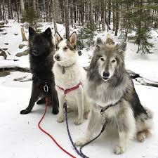 We are dedicated to the humane care of animals. Native American Indian Dog Dog Breed Information Images Characteristics Health