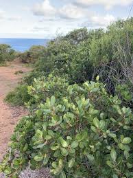 Image result for Sideroxylon inerme