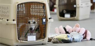 Molto spesso la risposta a questa domanda dipende dalle dimensioni dell'animale in questione. Assicurazione Cani E Gatti In Aereo Quello Che C E Da Sapere