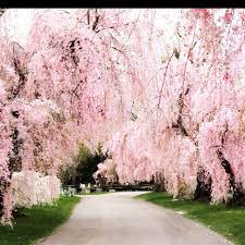 3m height pink artificial cherry trees with fiberglass trunk. Weeping Cherry Trees At The Lexington Cemetary I Would Love To Walk On That Pathway Weeping Cherry Tree Cherry Trees Garden Garden Trees