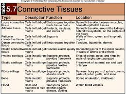 Found On Bing From Intranet Tdmu Edu Ua Tissue Types Anatomy And Physiology Tissue