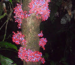 Image result for Xylotheca tettensis