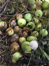 Image result for Pygmaeothamnus zeyheri