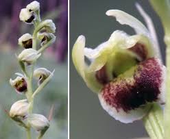 Image result for Orthochilus eustachyus