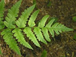 Image result for Dryopteris