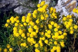 Image result for Acacia lasiopetala
