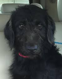 Pin Van Kirsten Finlinson Op Me Likey Labradoodle Dieren Zwart