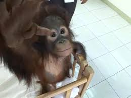 Anyway, here i am, 16 years after it was built. Orang Utan Baby Tierstation Malaysia Rm Video 201 292 399 In Sd Framepool Stock Footage