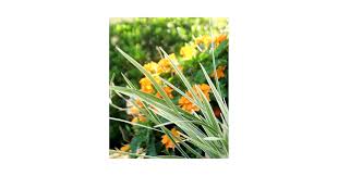 Image result for Astropanax goetzenii