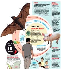 Someone with nipah virus may experience respiratory symptoms including a cough, sore throat, aches and fatigue, and encephalitis, a swelling of the brain which can cause seizures and death. Nipah Virus No Panic But Tamil Nadu On Alert Chennai News Times Of India