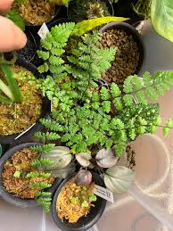 Image result for Cheilanthes quadripinnata