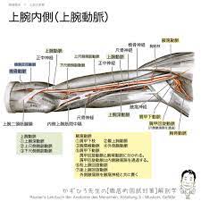 上腕内側部の動脈と筋 | 徹底的解剖学