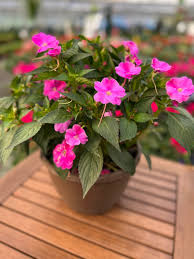 Image result for Impatiens salpinx