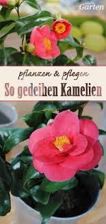 Kamelie Anspruchsvoller Zierstrauch In 2020 Pflanzen Garten Pflanzen Mdr Garten
