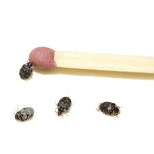 1 ﻿ some are black, or dark enough to appear black when observed with the human eye. Getting Rid Of Tiny Biting Black Bugs Thriftyfun