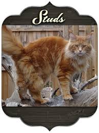 It is one of the oldest natural breeds in north america. Maine Coon Cats For Sale From Colossal Cats Tampa