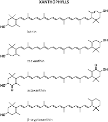 Maybe you would like to learn more about one of these? Carotenoids As Food Products Components And Health Promoting Agents Springerlink