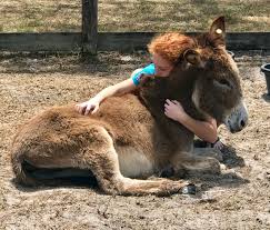 See reviews, photos, directions, phone numbers and more for the best farms in del mar, ca. Delmar Farm