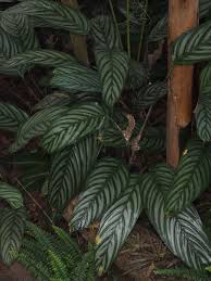 Image result for Ctenanthe marantifolia