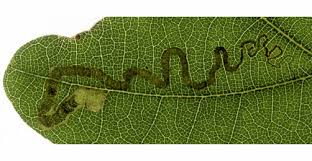 Image result for Stigmella basiguttella