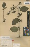 Image result for Hippocratea indica