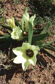 Image result for Hermannia micropetala