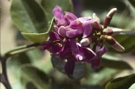 Image result for Lonchocarpus