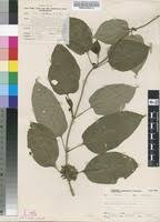 Image result for Telosma africana