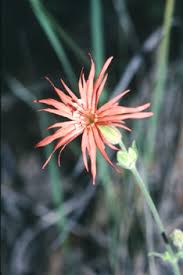 Image result for Pityrogramma aurantiaca