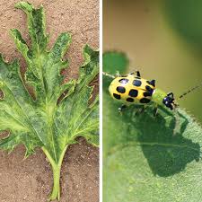 What type zucchini is resistant to bettles. Solutions For Summer Squash Pests And Diseases Finegardening