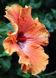 Soft Orange Hibiscus Hibiscus Flowers Beautiful Flowers Hibiscus