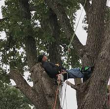 Armstrong S Tree Service Llc Home Facebook