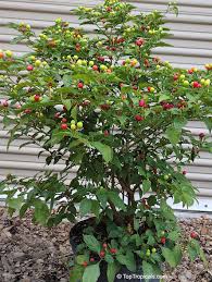 Image result for Capsicum frutescens