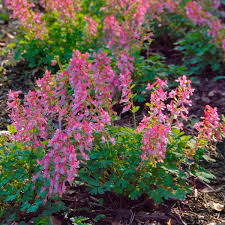 Image result for Corydalis