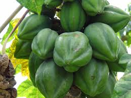 Image result for Vasconcellea pubescens