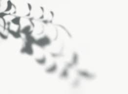 Aesthetic Black And White Flower Transparent Background Download Premium Png Of Shadow Of Leaves Png Transparent Background 557584 Shadow Black Floral Wallpaper Leaf Photography