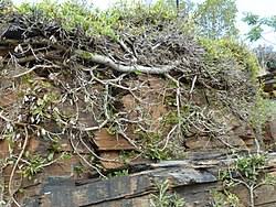 Image result for Ficus ingens