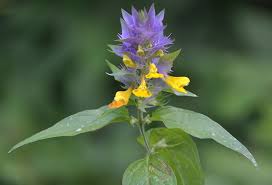 Image result for Micrargeria