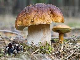 Die alten hausmittel (silberlöffel, würmer und co) sind schlicht schwachsinn. Giftig Oder Essbar Pilze Richtig Bestimmen Youtube
