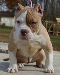 Pin On Bullies