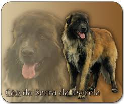 Fremden begegnet er naturgemäß sehr misstrauisch, doch seinem besitzer ist der estrela berghund treu ergeben. 4pfotenshop Hundewarnschilder Und Kratzfeste Autoaufkleber Mit Hundemotiven Mousepads Hunderassen Hundemotive