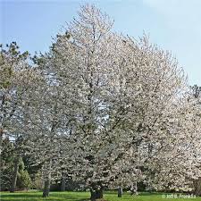 Black Tartarian Cherry Tree On The Tree Guide At Arborday Org