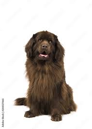 Sitting Brown Newfoundland Dog Looking Up Isolated On A White Background Stock Photo Adobe Stock