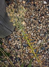 Image result for Pseudognaphalium oligandrum