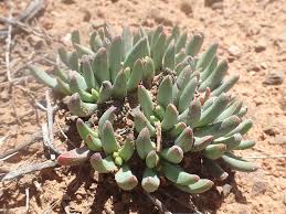 Image result for Hereroa