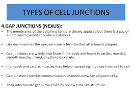 Check spelling or type a new query. Cell Junction Ppt Download