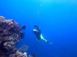 Keren 30 gambar pemandangan bawah laut asli by. Ada Derita Di Balik Keindahan Foto Bawah Laut Mongabay Co Id Mongabay Co Id